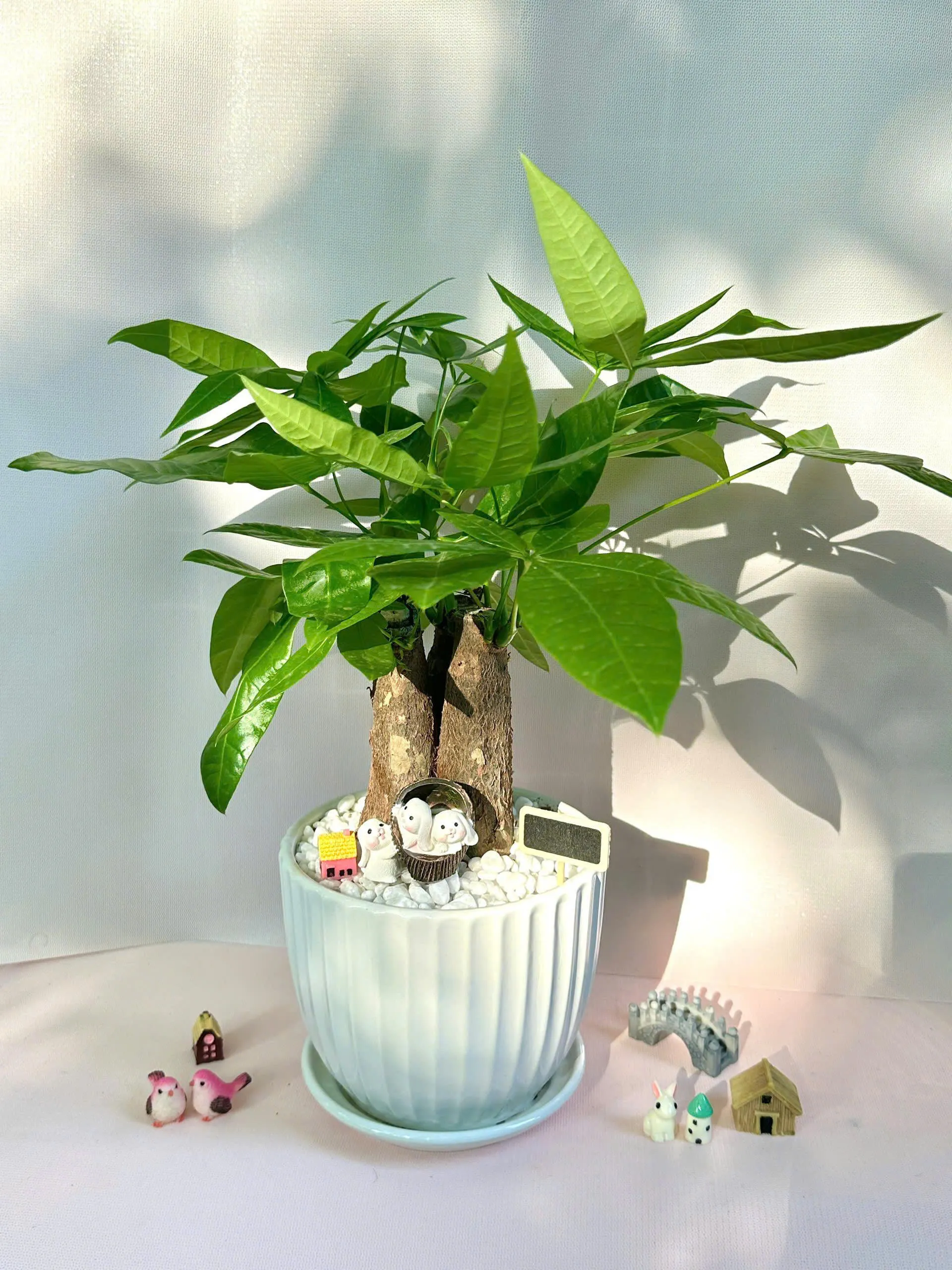 Chậu cây kim ngân để bàn 